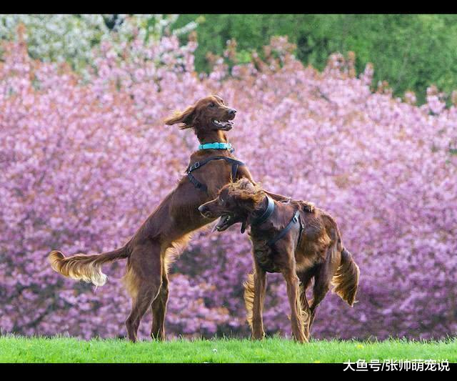 狗妈一胎生16只，被一群好心人领养，一年后再相聚时让人感动！
