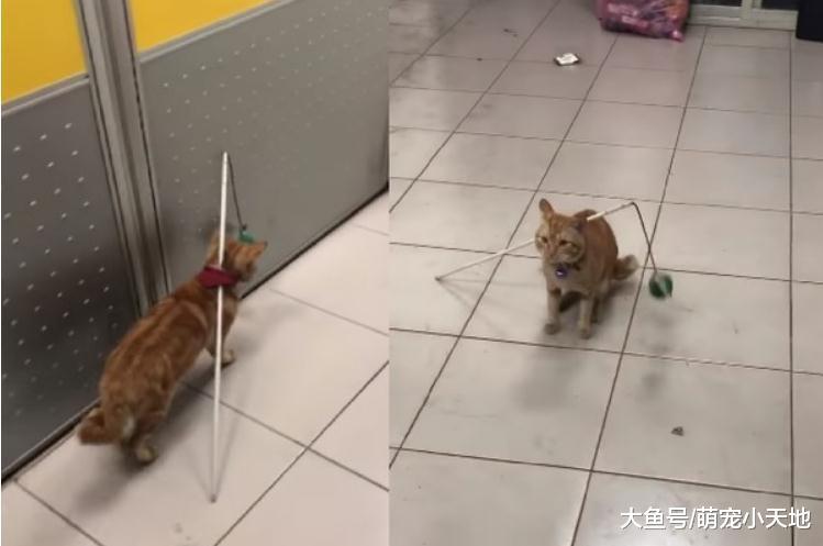 辦公室小貓背逗貓棒逗自己，伸手抓球被網友大贊：這招好方便