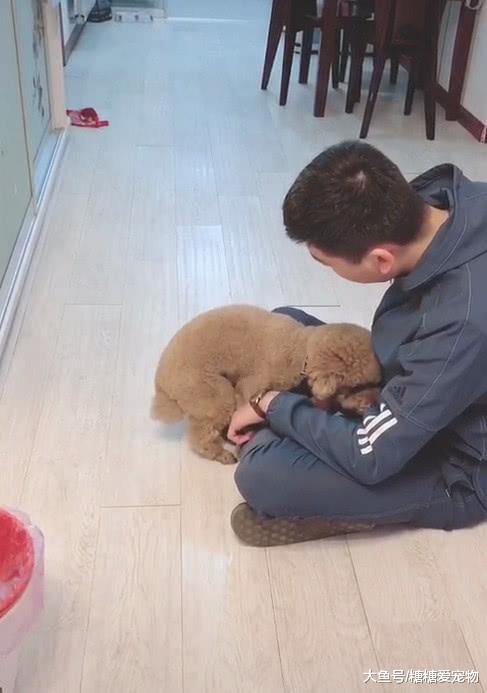 小泰迪犯了错，为了让主人息怒放过自己，竟对主人做出这样的事！