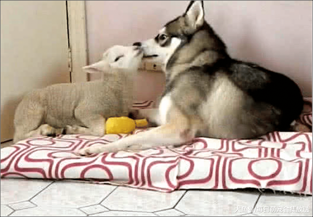 二哈彻夜未归，白天见到它在大厅本想上前教训，走进一看傻眼了