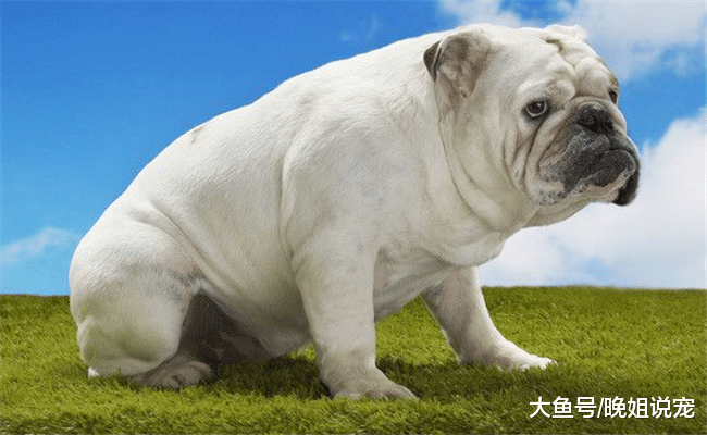 最容易生病的5种狗, 随便吃点东西就会生病, 宠主养它们要当心