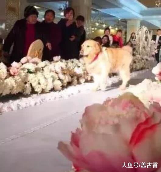 狗狗为主人婚礼送上钻戒，金毛：当年当你红娘，今日当你见证者