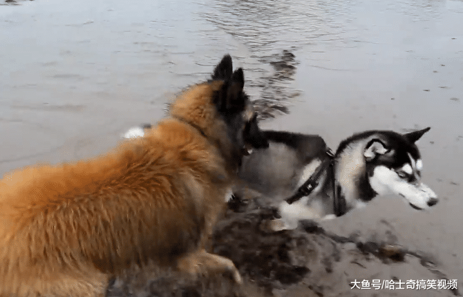 牧羊犬跟二哈生活一年后，就像变了一只狗，忘记自己身份了