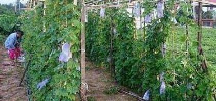农村大婶用玻璃瓶套苦瓜，数月后卖几十元一瓶，生意独此一家