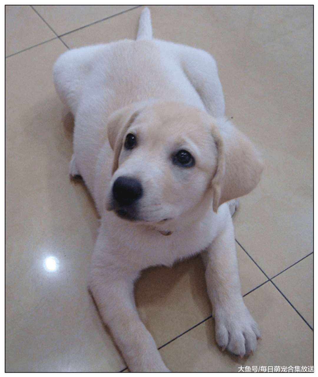 女主出门买菜，让女儿陪拉布拉多玩，回来看到这一幕后傻眼了