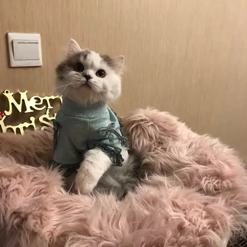 主人从机场接回空运过来的小猫咪，发现猫咪已经吓尿了，究竟小猫咪如何做好航空小乘客？