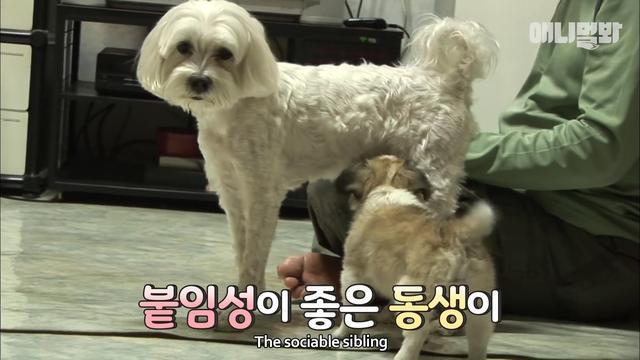 申請狗狗記掛去世好友，每天都嗅著老舊衣服，沉迷悲傷頹廢度日