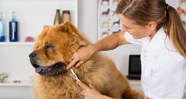 为什么松狮犬越来越不受欢迎？网友：它这些缺点让我难以忍受