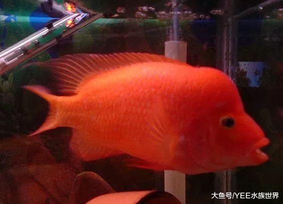 自从养了十间，再也不怕小鱼爆缸了，真好