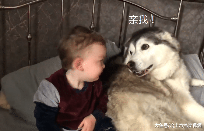 二哈被主人“抛弃”后，结果跑来巴结小主人，以后就靠你了