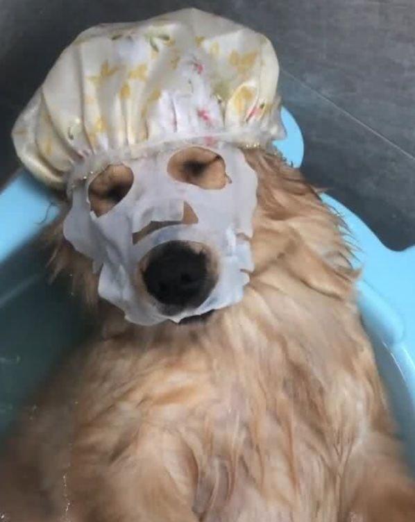 精致金毛躺著泡澡，一不小心睡著主人拍下照片，網友：活得比人好