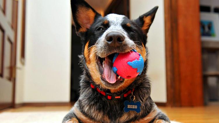 养狗可不是件容易的事, 许多方面需注意