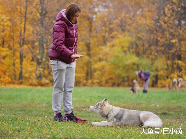 狗狗会不会其它技能不重要，但这7个技能，它一定要学会