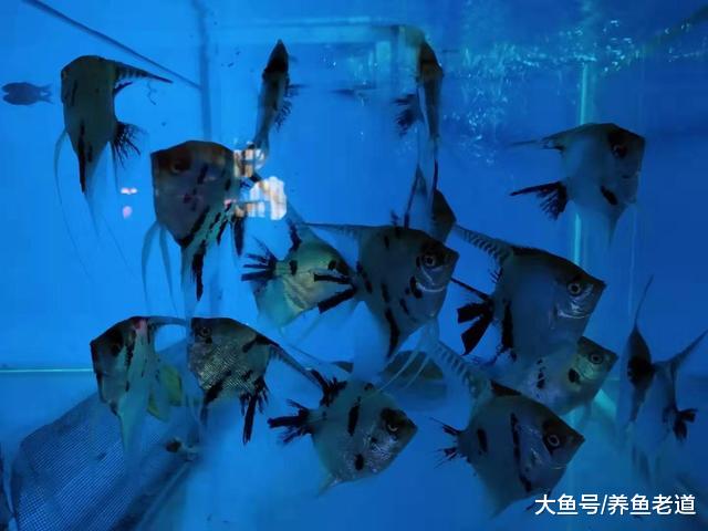 闲逛了三四个鱼店，一条观赏鱼也没看上，倒是买了一大块沉木