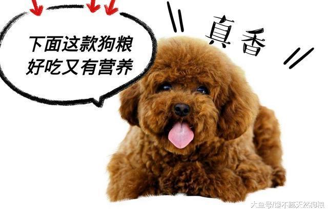 如果你家狗狗突然有这5个表现, 说明它要开始背叛你了!