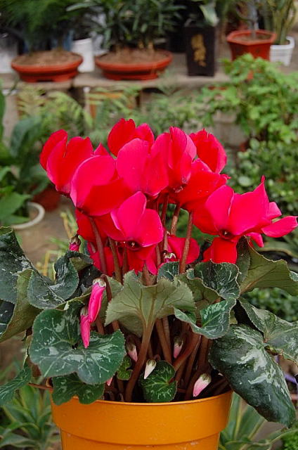 如何给仙客来换盆，这里知道快来看看吧