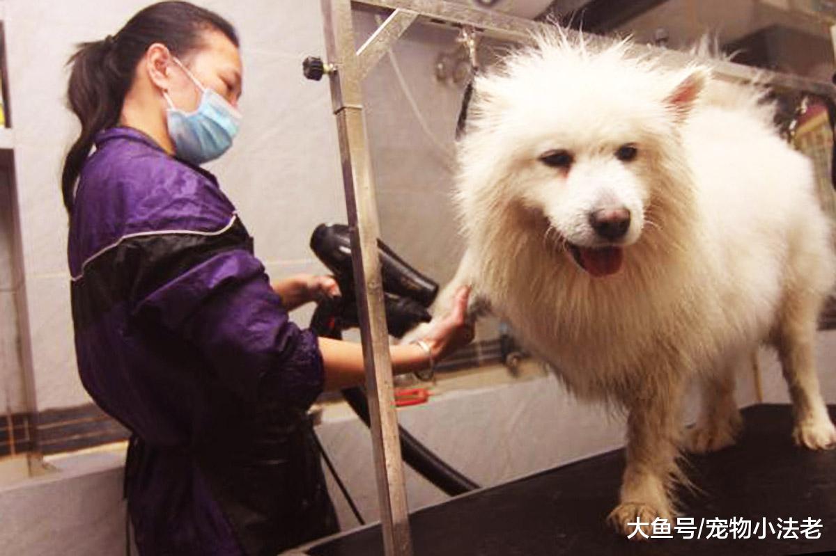 都说带狗去宠物店洗澡好？其实并不是所有的狗，都适合去宠物洗澡