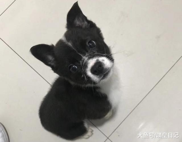 养狗的感悟：尽管有种种不好，可只因这一条，我就愿陪它走到最后