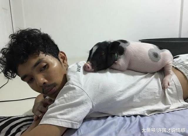 男子养了一只可爱的猪，每天照顾的无微不至，一年后噩梦开始了