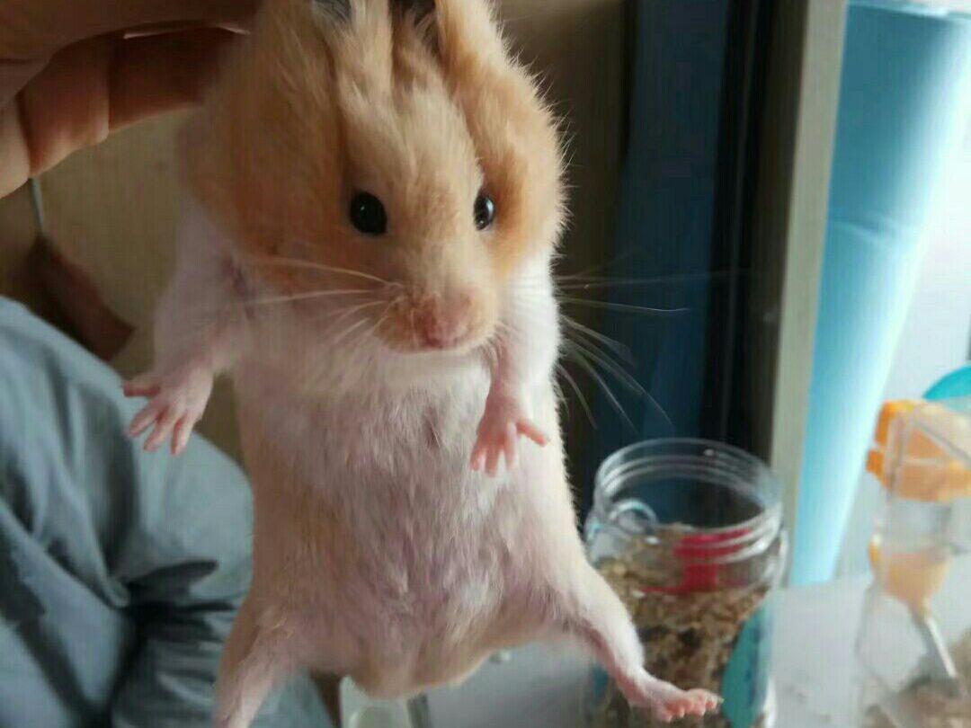 金丝熊想逃跑，出了笼子就被抓住了，作为贪吃鬼的仓鼠是跑不远的