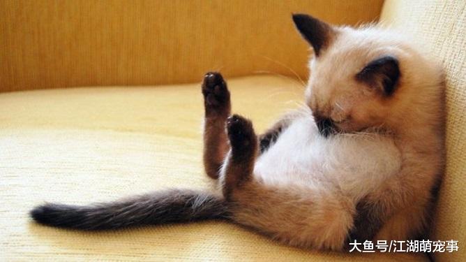 给新人养猫的6个知识点，让你更容易养猫