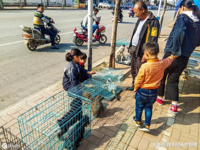 想养狗的注意了，这4种狗不能买，否则哭都没眼泪