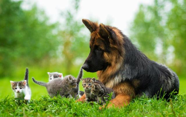 有狼基因的5种狼犬，能力和智商都很高，第五种是我国的优秀军犬