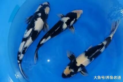 飼養錦鯉一定需要加氧嗎，多大的錦鯉比較好養？