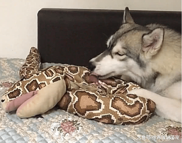 用蟒蛇吓唬二哈, 想吓得它屁滚尿流, 结果这反应, 出乎意料