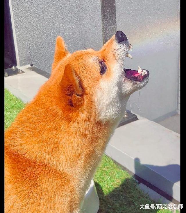 天空中出现几道彩虹，柴犬跑过去还想要张嘴去吃，这是真吃货呀！