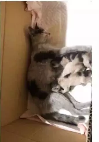 母猫刚生完外出觅食被打到颈椎断裂，闻小猫声仍努力爬起