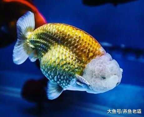 观赏鱼水质好不好，注意以下几点就可以观察到，不必再去检测