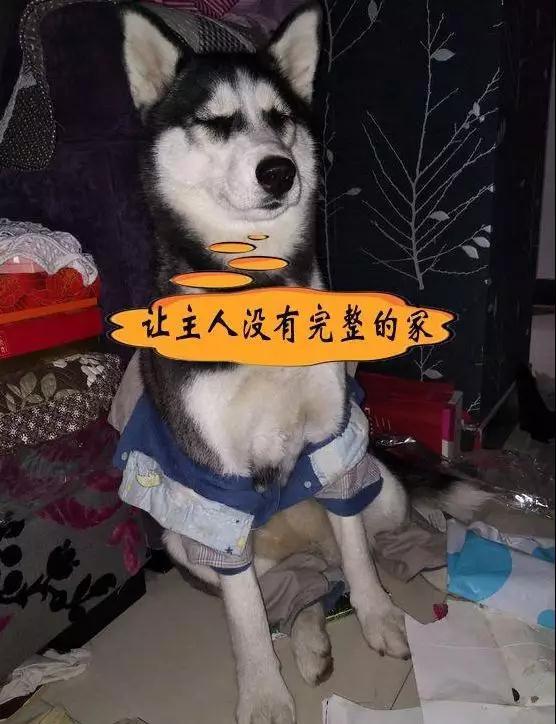 冬天来了, 哈士奇和火锅最配了, 走起! ! !