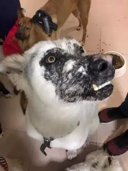 憤怒！超美雪橇犬兩度遇上無良主人，面目全非...