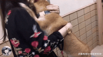 柴犬到医院打针，结果太紧张咬到主人，委屈的样子让人心疼