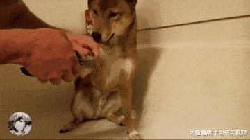 柴犬剪指甲就會尿尿，寵主只好帶它去浴缸，汪：別剪我的手