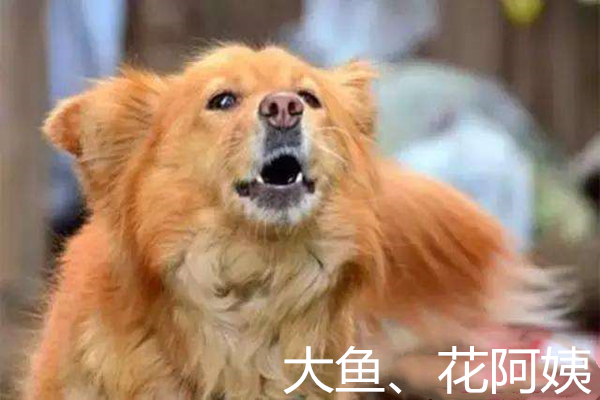 你真的读懂狗狗的这些肢体语言了么？