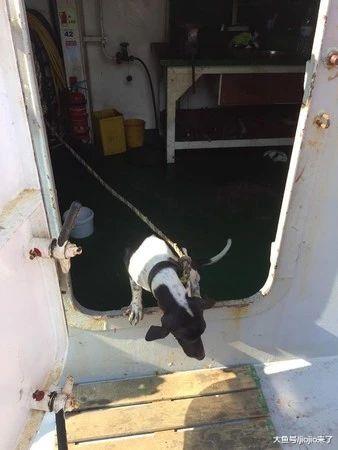 泰国狗狗误上货船漂洋过海，好不容易找到主人却得到最心痛的消息