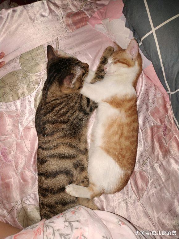 两只小猫吃饭睡觉都在一起, 不愧是恩爱的“夫妻”!