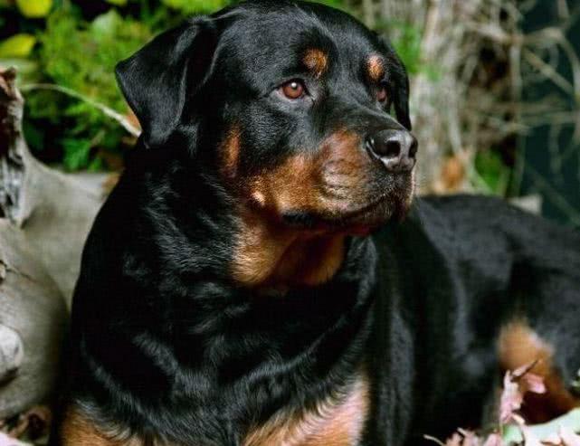这两种狗狗, 绝对是你心目中最理想的护卫犬, 快点来pick!
