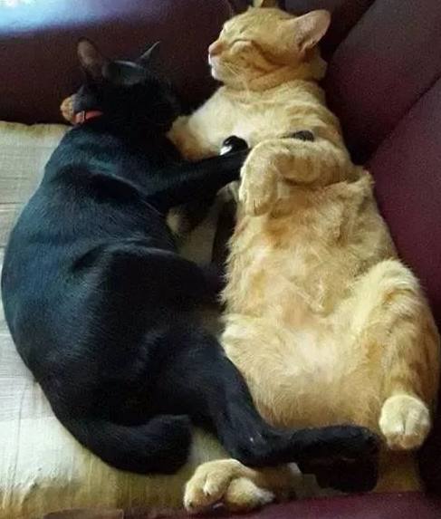主人怕橘猫孤单，收养了一只小黑猫作伴，几个月后黑猫竟长成这样
