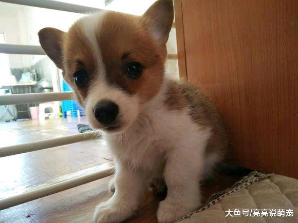 柯基已经长大，是让它们离开的时候了，狗：不想走！