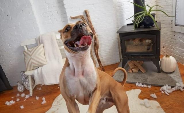 用口令训练狗狗，还是用手势训练狗狗？这两种方法哪个才是最优选