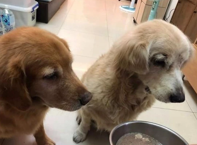 狗狗为悼念最好的朋友，天天发呆站在原处，半年内瘦20斤离世