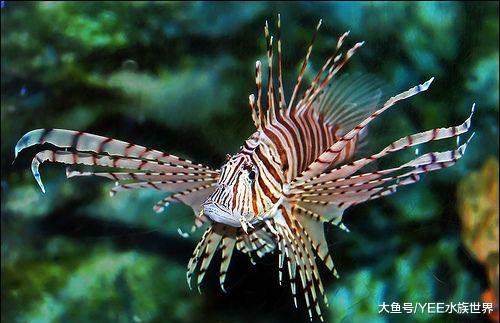 天使还是魔鬼？狮子鱼霸占原生鱼栖息地，美国遭殃古巴受难