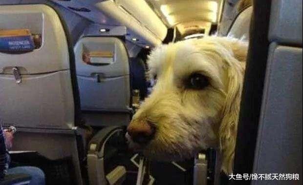 想帶狗狗旅游？可惜這5種狗被航空公司拉黑，你還是放棄吧！