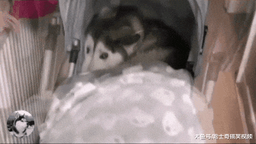 主人买了个婴儿车，二哈以为是买给它的，狗：我也是宝宝啊