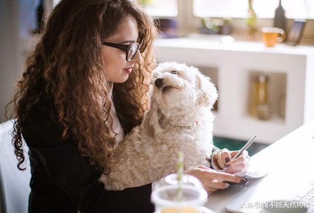 比熊犬常吃这6种食物, 不仅健康, 而且毛发靓丽无泪痕!