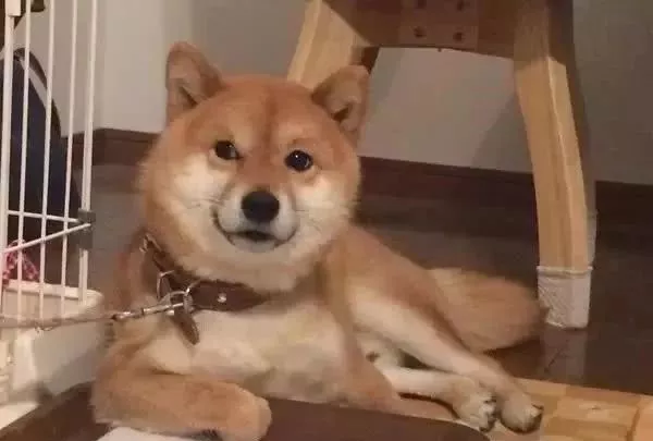 完了！我竟然被一只狗给撩到了，是恋爱的感觉了...