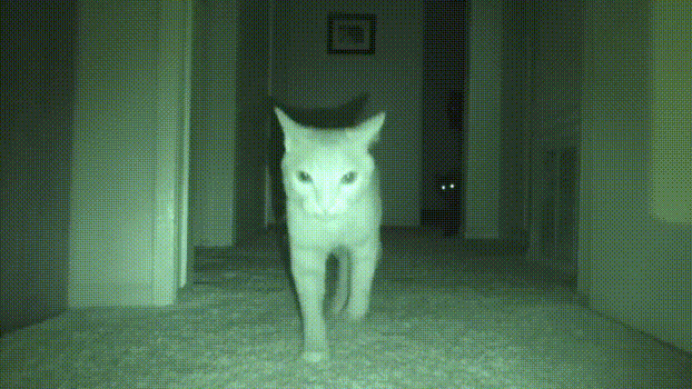 想知道晚上睡着后猫在干什么，铲屎官装上摄像头拍下了猫咪的神秘夜生活